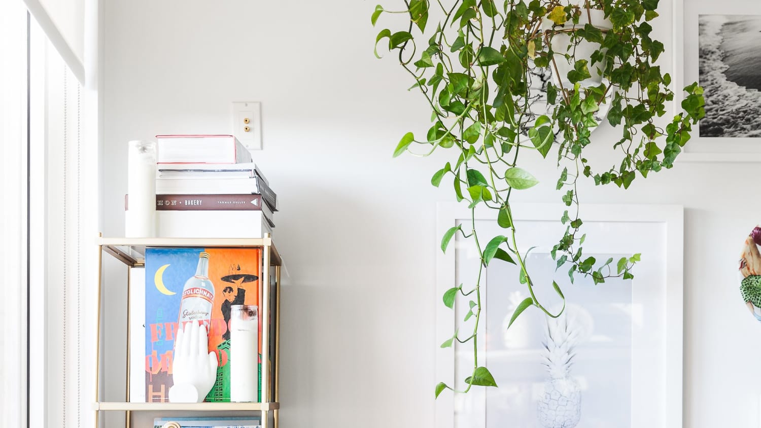 Indoor on sale vine plants